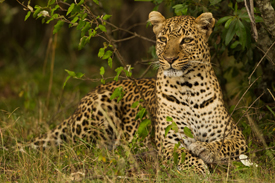 leopard